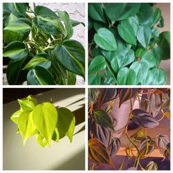 Lush Trailing Philodendron Plant/ House Plant/ Indoor Plant  Flower