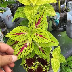 Coleus Flower Plants, Well Rooted