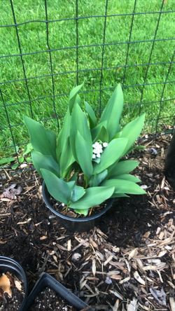 Lily of the valley