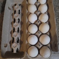 Duck Eggs