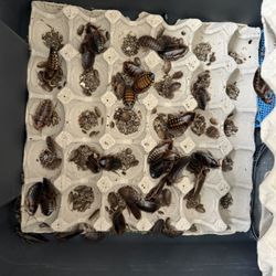 Dubias for reptile feeding 