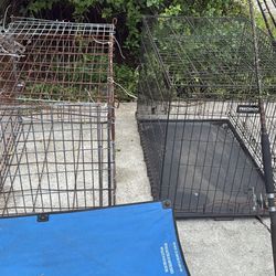 Dog Kennels 