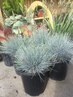 Outdoor plants