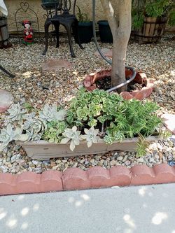 Different size succulents