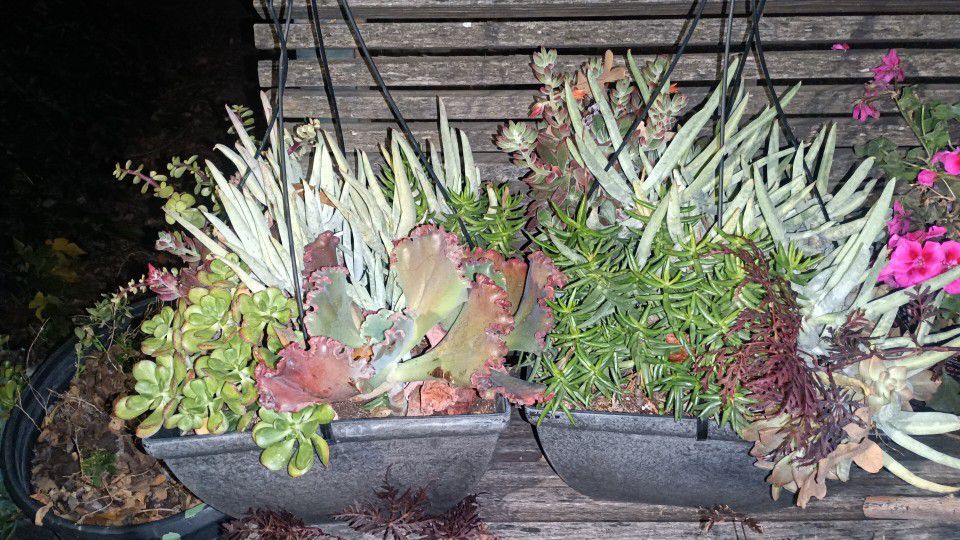 Very Big Square Succulent Hanging Baskets $20 Each Or 2 For $30