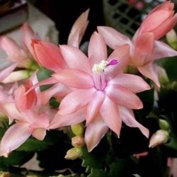Peach Thanksgiving Cactus