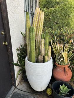 Cactus Plants White Large Ceramic Pot 