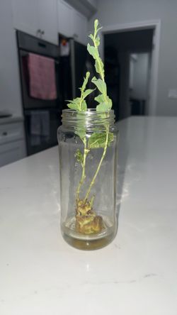 Propagated Lettuce