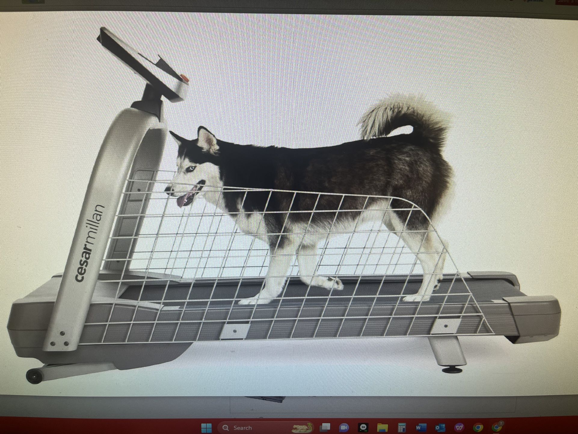 Cesar Millan Dog Treadmill 