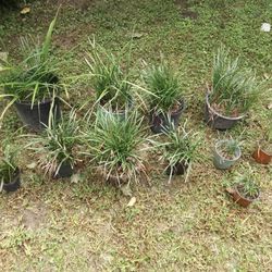 Liriope Monkey Grass 