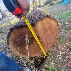 Walnut Tree For Sale