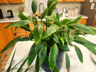 4 plants. Peace Lily, rare pistachio wandering jew, spider plant and purple striped wandering jew