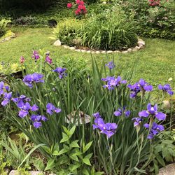 Siberian Iris