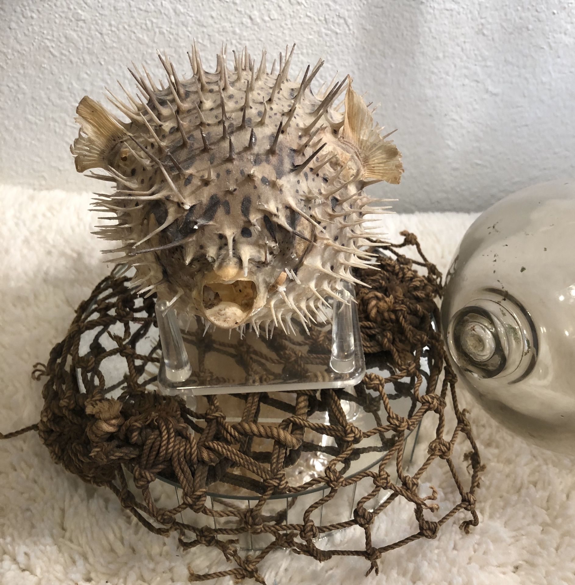 VINTAGE TAXIDERMY BLOW FISH 🐡 ODDITIES NAUTICAL BEACH OCEAN THEMED HOME DECOR COLLECTIBLE 🐡🐡🐡