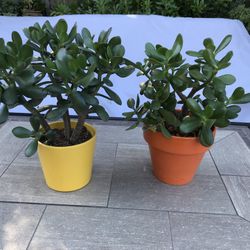 Healthy jade plants in colorful ceramic pots
