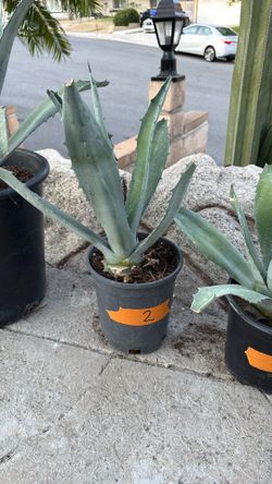 Agave Plant #2