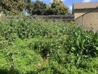 Garden Landscape