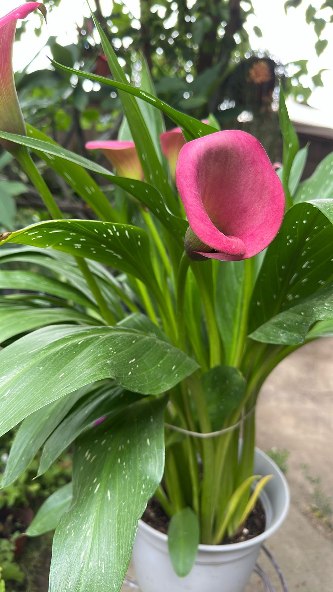 Cala Lilly Rasa