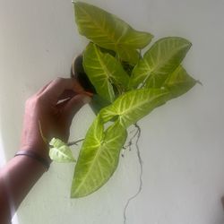 House Plant Live Available 