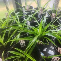 Solid Green Baby Spider Plants