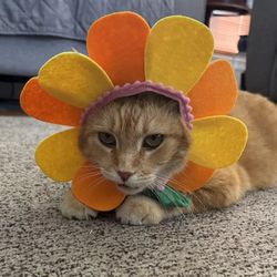 Two Cat Headpiece Costume One Size Fits Most
