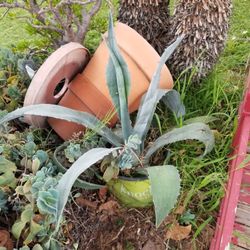 Potted Large Maguey Plant