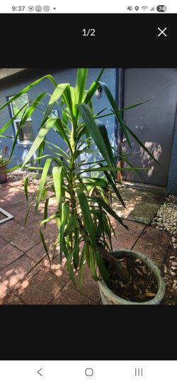 Free yucca plant with pot -9/6