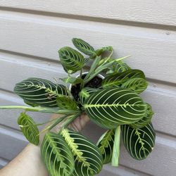 4” maranta lemon lime