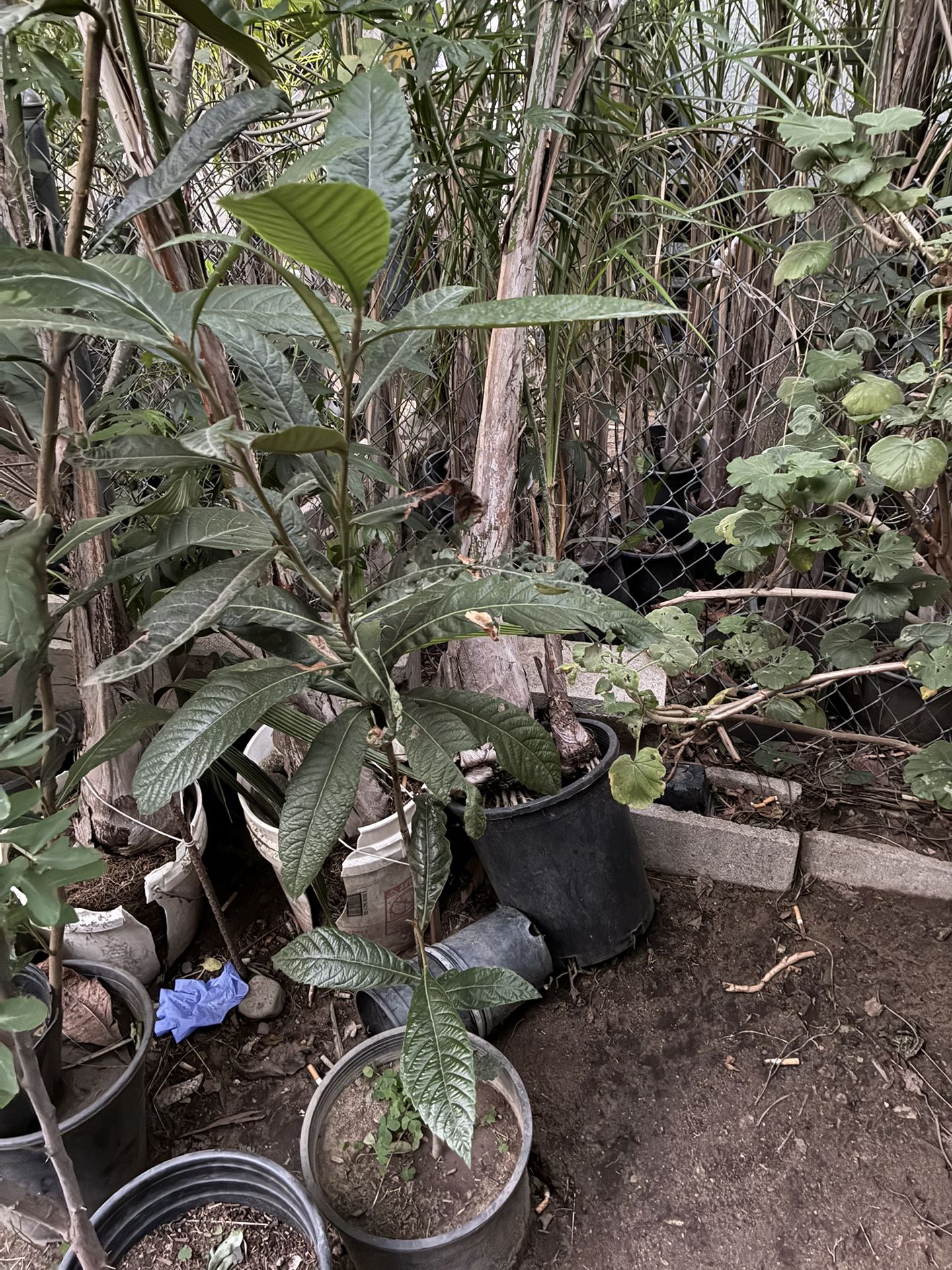 Loquat Fruit Tree