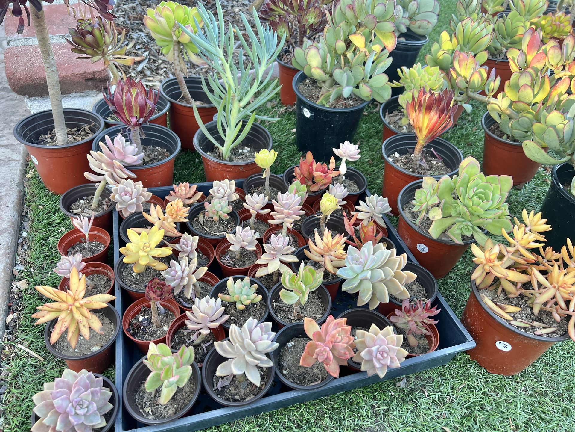 Succulents In 3inch Pots $3 