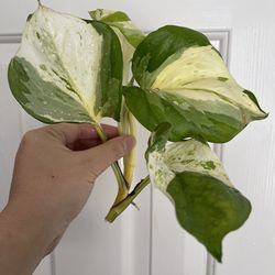 Manjula Pothos plant CUTTING