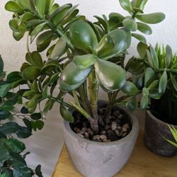 Saturday 5/4 Only - Faux (Fake) Plant