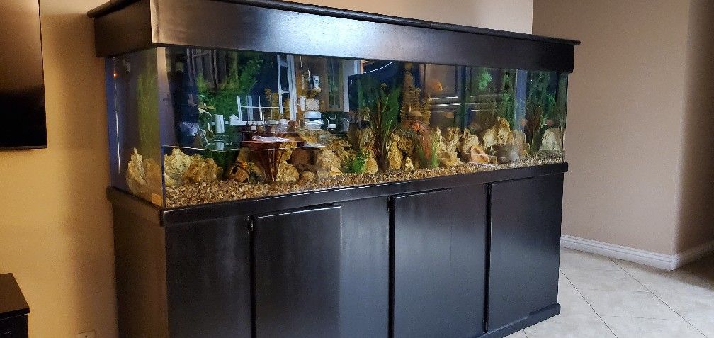 240 Gallon Acrylic Fish Tank