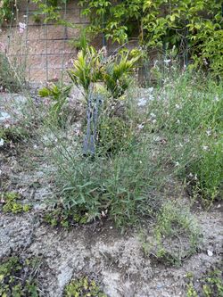 Gaura plant