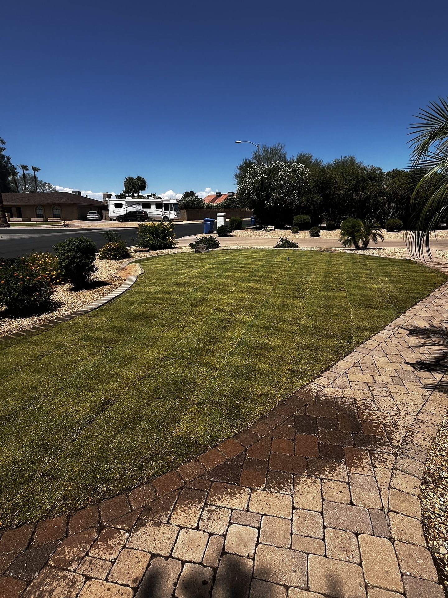 Bermuda MIDIRION Sod 500sf For Sale
