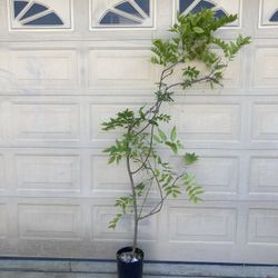 Japanese Wisteria Purple Flower Plant Tree 