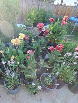 VARIOUS LANDSCAPING PLANTS FOR SALE 