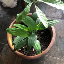 Pot With Avocado Plant And Another Misc