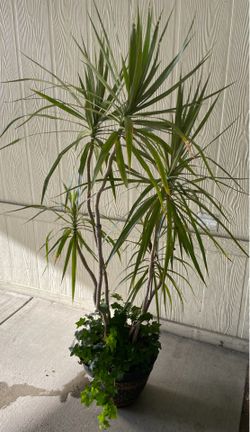 Plants de venta $$35