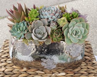 Succulent Arrangement