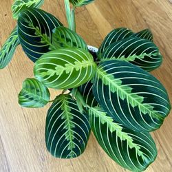 Non-Toxic Maranta Lemon Lime Prayer Plant / Holiday Sale 🎉 / Free Delivery Available 