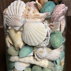 SEASHELLS 
