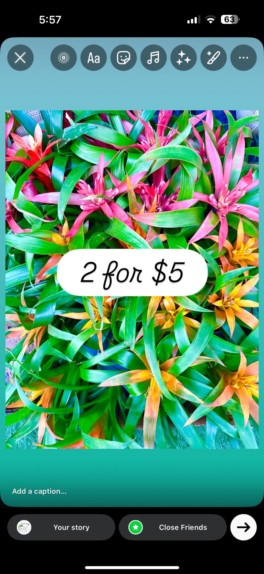 Plants (4”pot🌿Bromeliads 2 for $5)