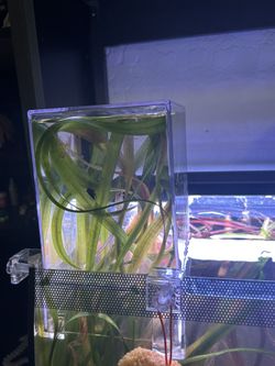 8 gal curve rimless tank