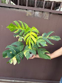 6”eipremnun yellow flame