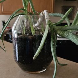 Aloe Plant Clear Vase
