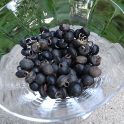 Antique Black Shoe Buttons (over 100)