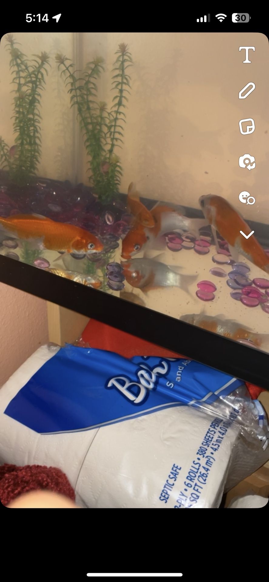 20 Gallon Fish Tank