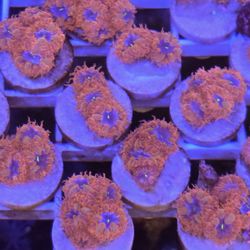 Reef Tank Decoration Blue Raven Blasto Marletti 