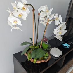 Orchid Plant 